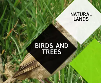 Nature Nourishing Spa Music