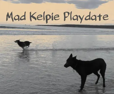 Mad Kelpie Playdate