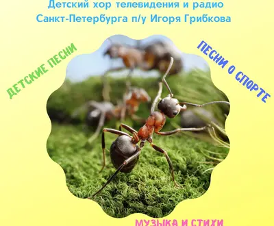 Детский хор телевидения и радио Санкт-Петербурга п/у Игоря Грибкова