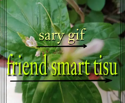 sary gif