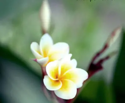 Chin Vathana
