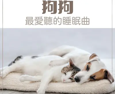 睡觉的狗歌
