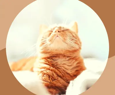 Cat Music Relaxation