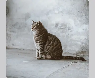 Cat Music Waves