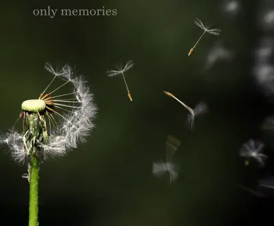 Soft Peace