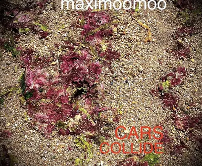 maximoomoo