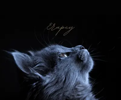 Erupcy